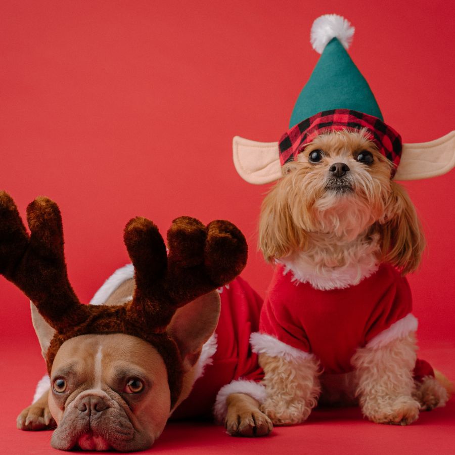 mùa noel nên kinh doanh gì
