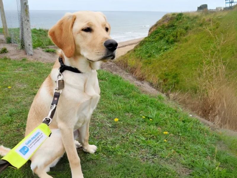 guide-dogs-integrating-products-into-the-journey