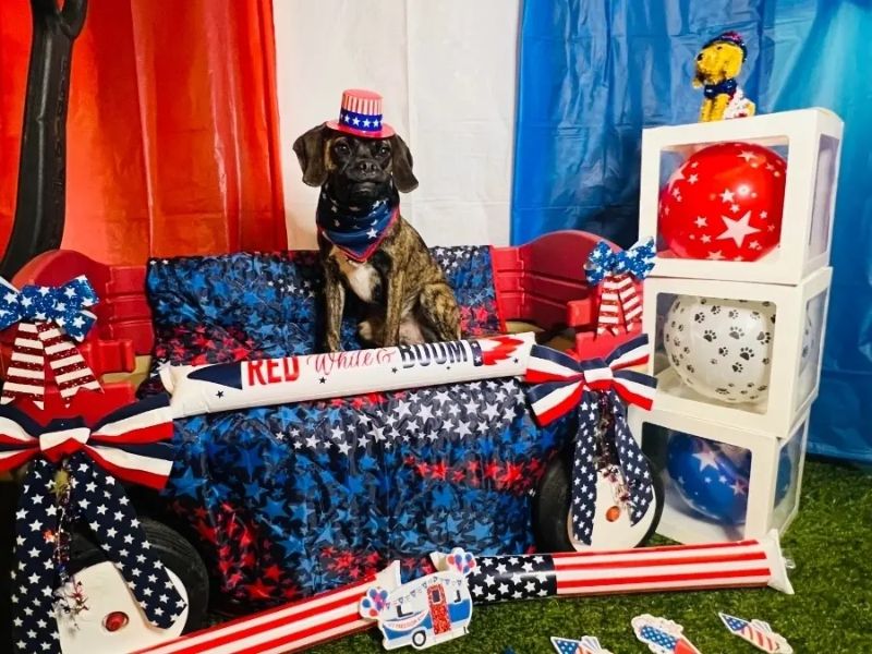 Key-design-elements-on-patriotic-pet-niche
