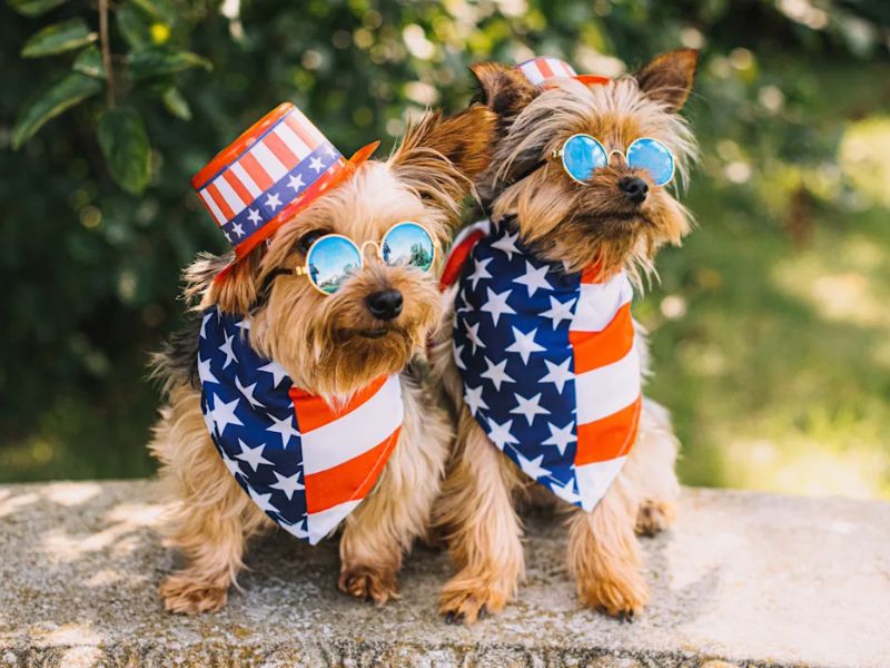 Patriotic-pet-care-niche-is-truly-hot-this-4th-of-July