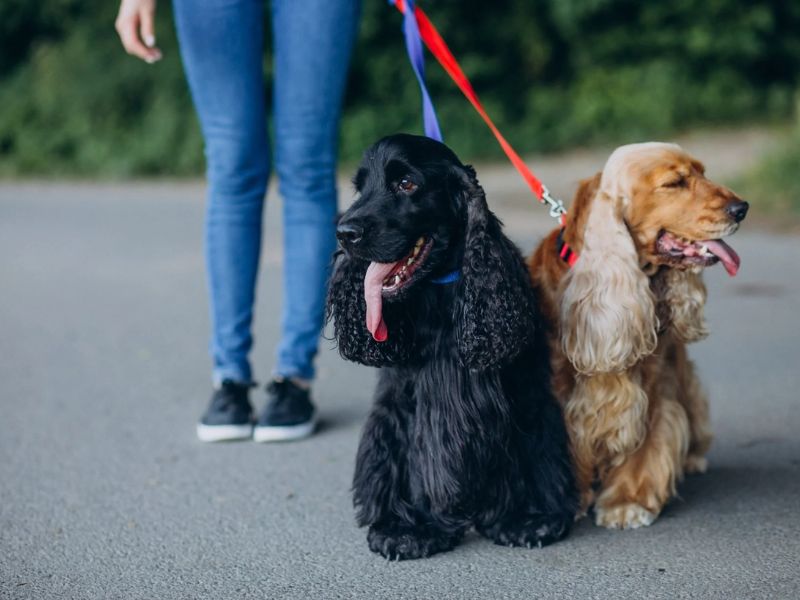 No-tangle dual dog leash with LED