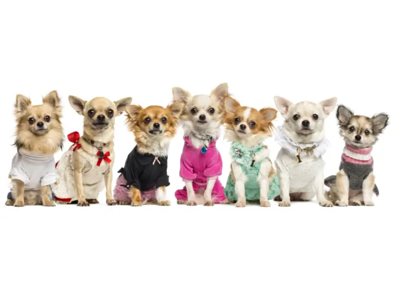 Pet Products niche
